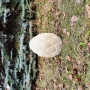 Piniová šiška - umělý kámen - pískovec